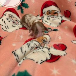 Sweetie - Dapple female Dachshund puppy in Spearman, Texas from Irlbeck Farm