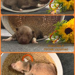 Robin - Red and white female Siberian Husky puppy in Canton, Ohio from Bleu Skies Siberian Huskies