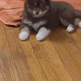 Pomsky Puppies from White Horse Pomsky's