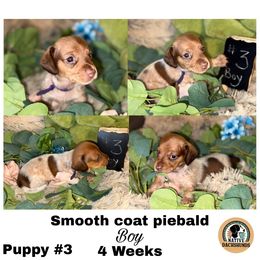Boy 3 - Piebald male Dachshund puppy in Broken Arrow, Oklahoma from Native Dachshunds