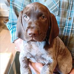 Duck - Liver roan male German Shorthaired Pointer puppy in Elberta, Alabama from Old Orchard Farm