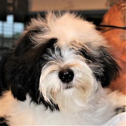 Havanese All Grown Up from Mary Lopez
