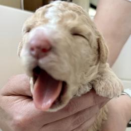Bernedoodle, Bernese Mountain Dog, Cavalier King Charles Spaniel, Cavapoo, and Poodle Puppies from Ellas.Pups (Bernedoodles & Cavapoos)