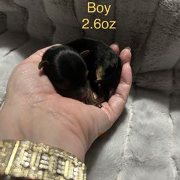 Yellow collar - Black and tan male Yorkshire Terrier puppy in Salem, Illinois from Partin’s Yorkies