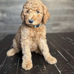 Cider - Red  male Goldendoodle puppy in Milan, Tennessee from Twin Oak Goldendoodles