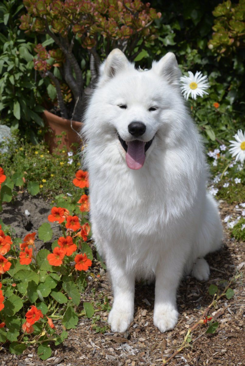 Yukon samoyeds cheap