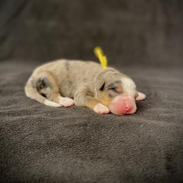 Pearl - Blue merle female Bernedoodle puppy in Idaho from Bernese By Barzees
