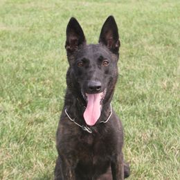 Belgian Malinois, Dutch Shepherds, and xDutch Shepherds from Von Der King Working Dogs