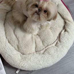 Pretty Girl - Shih Tzu