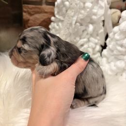 Tater - Dapple male Dachshund puppy in Missoula, Montana from The Dainty Dachshund