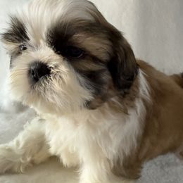 Julip - Gold and white male Shih Tzu puppy in Winston Salem, North Carolina from Little Miracles Shih Tzu