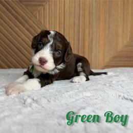 Green boy - Tri-color male Bernedoodle puppy in Modesto, California from Two Doods Doodles