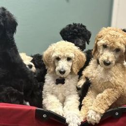 Goldendoodles and Poodles from Jalufka’s Poodles and Doodles