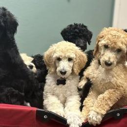 Goldendoodles and Poodles from Jalufka’s Poodles and Doodles