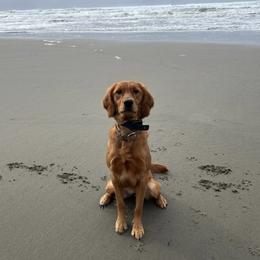 Remi - Golden Retriever