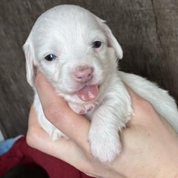 Fern - Piebald male Dachshund puppy in Dobson, North Carolina from Oakleys Dachshund Haven