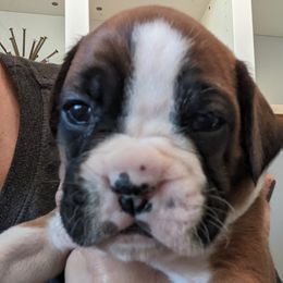 Juniper - Fawn Boxer puppy in Wellington, Ohio from Brinkhaven Boxers