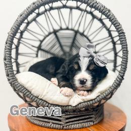 Geneva - Tri-color female Bernedoodle puppy in West Haven, Utah from Split Mountain Doodles