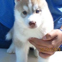Schipperke and Siberian Husky Puppies from Yuki Ookami Show Kennel