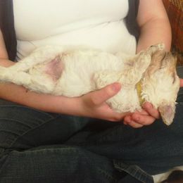 Poodle Puppies from Country Pups Poodles