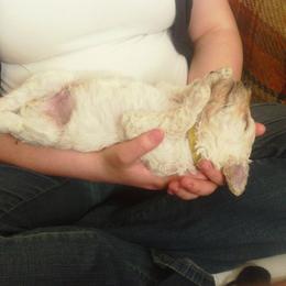 Poodle Puppies from Country Pups Poodles