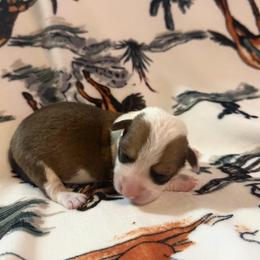 Marcie - Red female Pembroke Welsh Corgi puppy in Hillsville, Virginia from Bonderosa Kennels