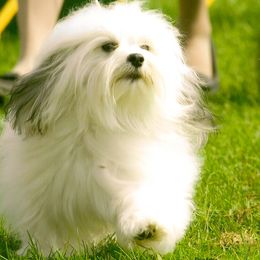 Havanese from Bon-Bon Havanese