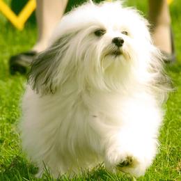Havanese from Bon-Bon Havanese