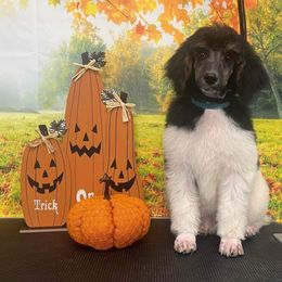 Boy 3 - Parti Poodle puppy in Kentucky from Penny's Puppy Palace