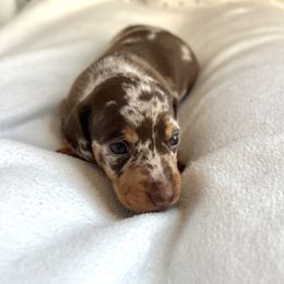 Dachshund Puppies from Weenie Bros