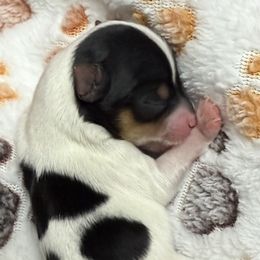 Flynn - Parti male Yorkshire Terrier puppy in Labelle, Florida from Chocolate and Parti Yorkies in Florida