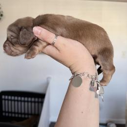 Pebble - Chocolate and cream male Dachshund puppy in Fort Worth, Texas from The Holloway Dachshunds