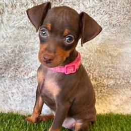 Chai - Chocolate and rust female Miniature Pinscher puppy in Wayland, Michigan from DeLeeuw Family Miniature Pinschers