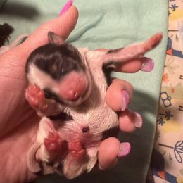 Hooch - Parti male Yorkshire Terrier puppy in Independence, Kentucky from 4paws4ever by Design