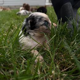 Tito's - Blue merle female Australian Shepherd puppy in Ridgeville, Indiana from McCord’s Standard Aussies