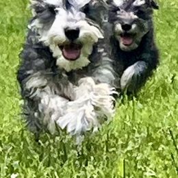 Miniature Schnauzer puppies from Maple’s Cockapoo's and Libby's Schnauzer Puppies