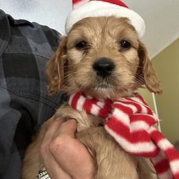 Dexter - Apricot male Goldendoodle puppy in Waynesboro, Virginia from Forest Creek Kennel