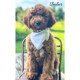 Umber - Red  female Goldendoodle puppy in State Road, North Carolina from Must Love Doodles
