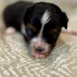 Geraldine - Black tri female Toy Australian Shepherd puppy in Miami, Oklahoma from HighEnd Aussies