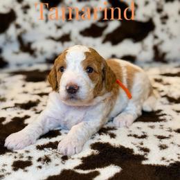 Tamarind - Parti female Goldendoodle puppy in Houston, Texas from Golden Life Doodles