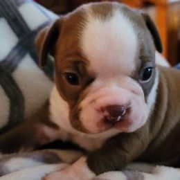 Boston Terriers from BFF BOSTONS