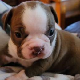 Boston Terriers from BFF BOSTONS