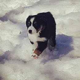 Australian Shepherd Puppies from Diamond Aussies N the Rough