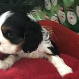 Cavalier King Charles Spaniel All Grown Up from Cutie Pie Cavaliers