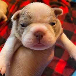 PINA COLADA - Seal and white Boston Terrier puppy in Anderson, South Carolina from Lola’s House of Bostons & Rescue