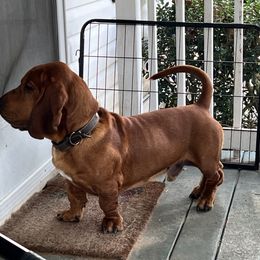 Hammish “Hammy” - Basset Hound