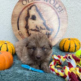 Blue Collar Female - Sable female German Shepherd puppy in Columbus, Mississippi from Olde Wolfe German Shepherds