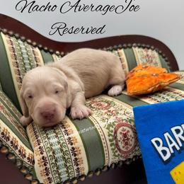 Nacho Average Joe - Cream male Dachshund puppy in Montevallo, Alabama from Mallard's Miniature Dachshunds