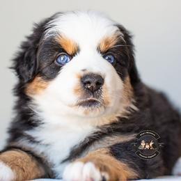 Oakley - Black tri female Miniature American Shepherd puppy in Tonopah, Arizona from King's Miniature American Shepherds