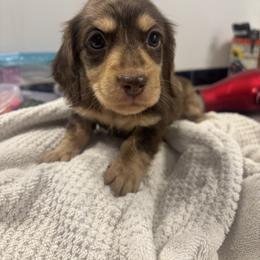 Indie - Dapple female Dachshund puppy in Newport, Tennessee from Foothills Mini Doxies